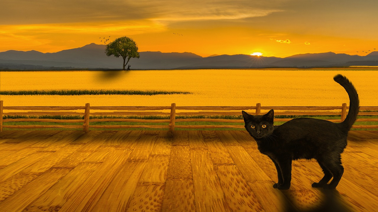The 7 Sins of Greenwashing black cat with backdrop of a sunset