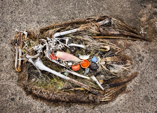 Albatross young succumb to plastic pollution