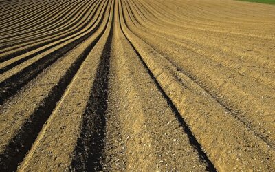 How This Amazing Garden Trick May be Key to Carbon Capture *