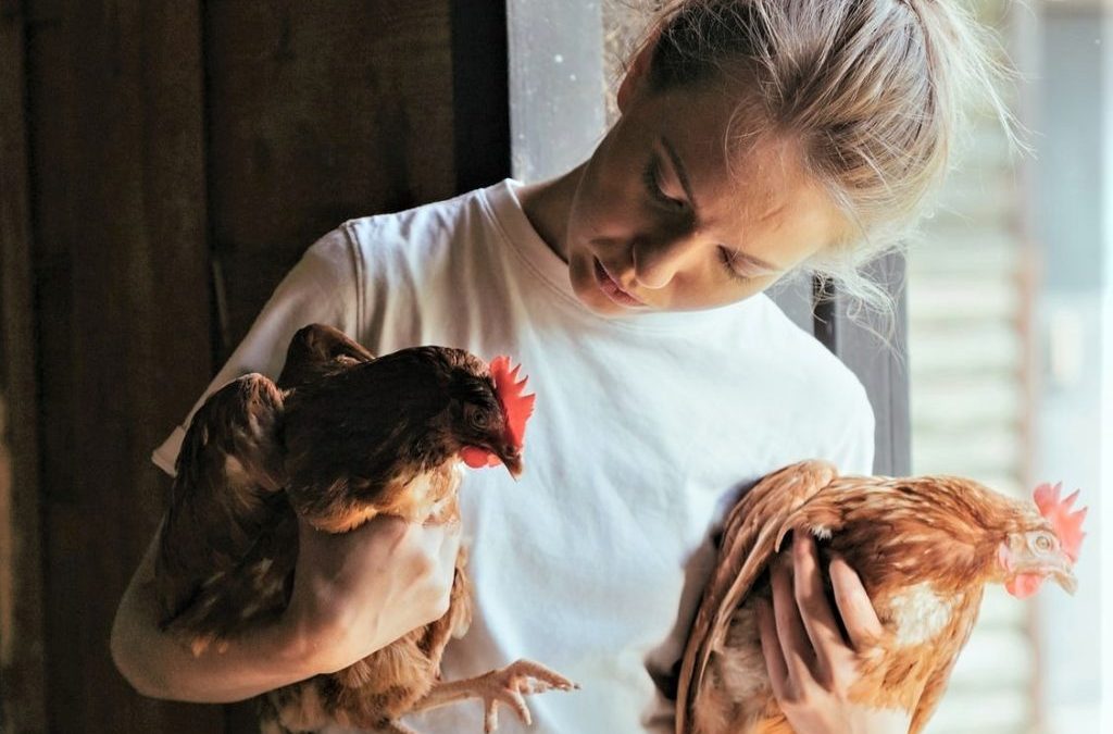 Why Aren’t My Hens Laying Eggs? Backyard Chicken Basics P