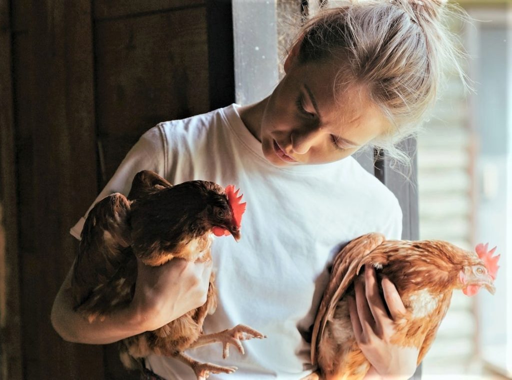Why Aren’t My Hens Laying Eggs? Backyard Chicken Basics