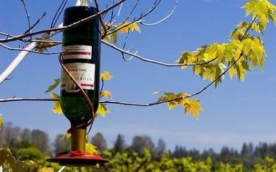 Fun Ways to Reuse Wine Bottles and Corks P