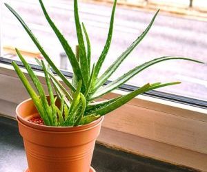 Better Breathing: 6 of the Best Plants for Indoor Air Quality