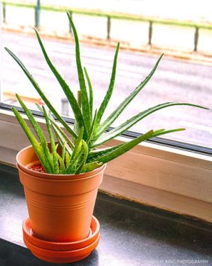 Better Breathing: 6 of the Best Plants for Indoor Air Quality