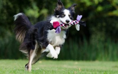 3 Upcycled Dog Toys You Can Make P