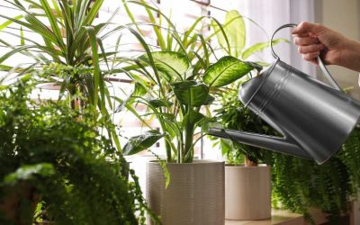 4 Zero-waste Indoor Plant Fertilizers *