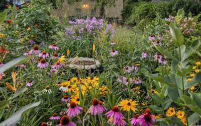 Native Plants: the Key to Eco-Friendly Gardening P