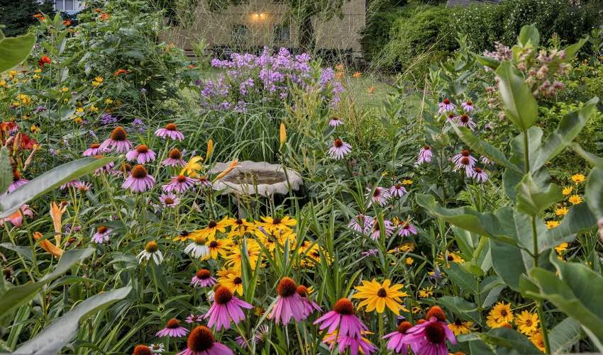 Native Plants: the Key to Eco-Friendly Gardening P