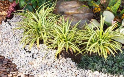 How To Create a Rain Garden *