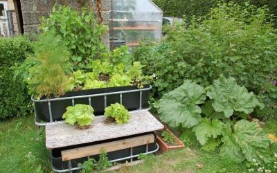 How To Grow Vegetables With Aquaponics *