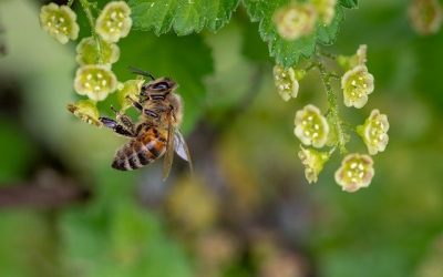 How to Make Your Own Natural Bee Repellent *