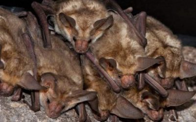 Mosquitos Driving You Nuts? Attract a Bat Colony *