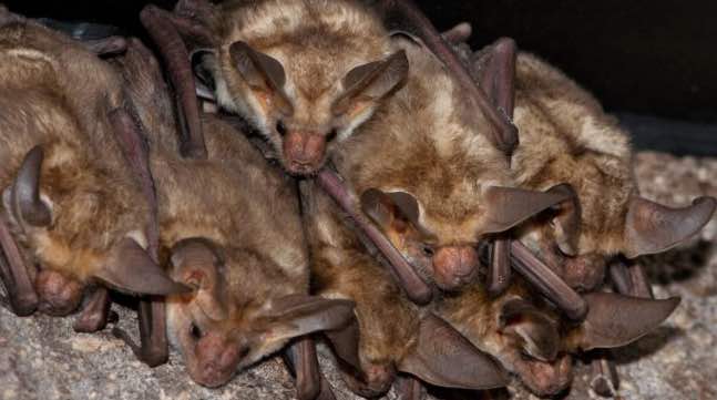 mosquitos driving you nuts? attract a bat colony