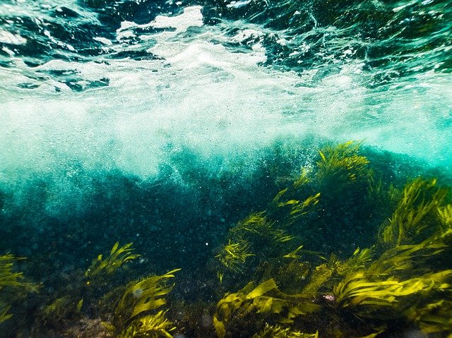 Is Seaweed a Suitable Ingredient in Sustainable Packaging? *