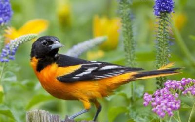 How to Plant a Garden for the Birds