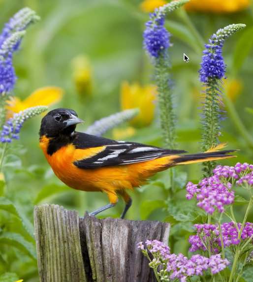 how to plant a garden for the birds