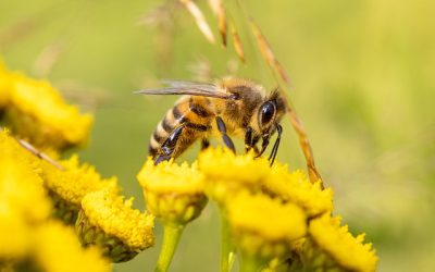 How to Turn Your Yard Into a Pollinator Paradise